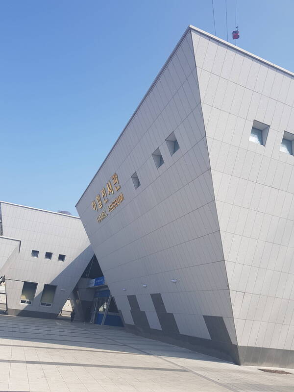 겨울 햇살 아래 붉게 피어난 여수 오동도의 동백꽃 군락지
